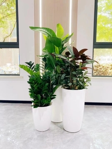 专业花卉出租，开启宁波鄞州的美丽之旅